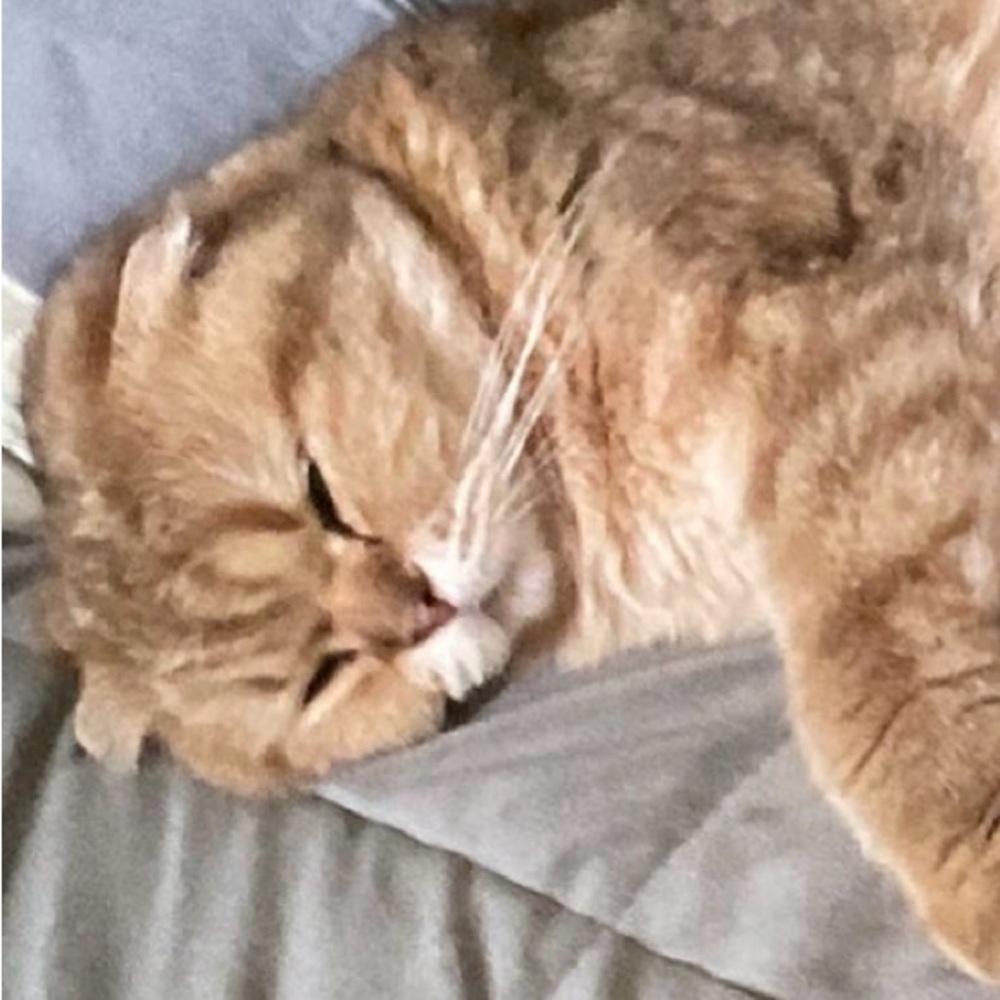 Meet your Posher, Vtrice